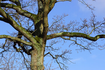 Trunk and leafless braches of a of an oak tree (Quercus) in autumn. Overgrown with moss and algae. Blue sky. Netherlands, November