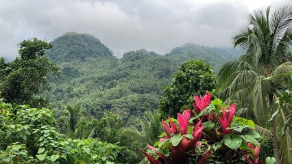 Tropical mountains covered with jungle low clouds of palm trees and tropical plants