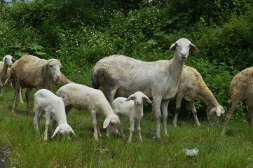 Fototapeta premium goat farm