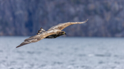 sea ​​eagle flies over the water