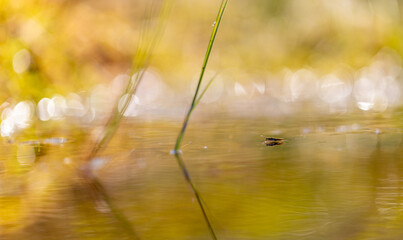 water runner sits on a straw in the water