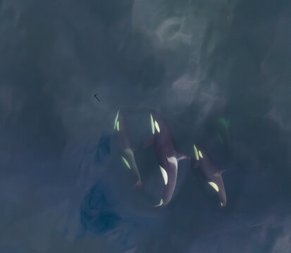 Killer whale swimming in the water