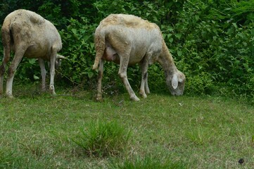 goat farm in the meadow