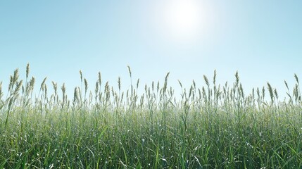 Bright Sunlit Field with Tall Grass Swaying Gently Under Clear Blue Sky, Capturing the Essence of Nature in a Tranquil Landscape