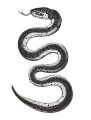 snake illustration isolated on white background