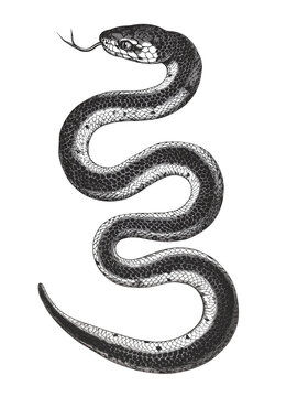 snake illustration isolated on white background