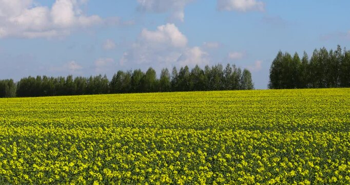 rapeseed flowering in spring on a sunny day, a monocultural field with rapeseed that begins to bloom