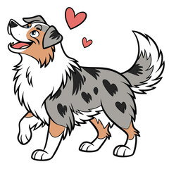 Obraz premium Australian Shepherd white isolate background