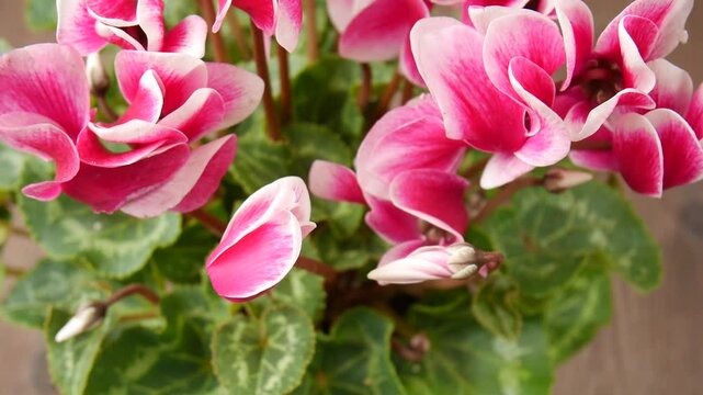 Blooming cyclamen on the table.
