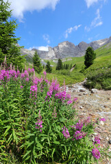 shrub of purple flowers called epilobium or chamaenerion with stream water