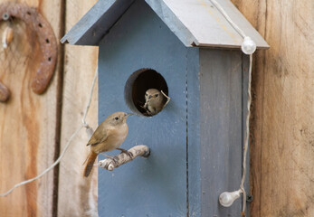 Birds passing food to each other in a birdhouse to feed their chicks