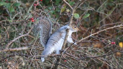 Grey Squirrel Eating Berries on Tree Branch