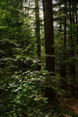 Single sunlight in the forest