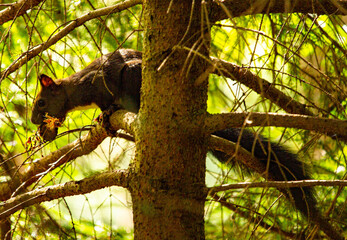 Brown squirrel with nut on a tree