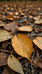 Fallen dry beech leaves on the ground in autumn.