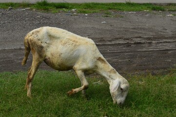 Obraz premium goat farm in meadow
