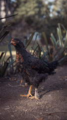 Granja
