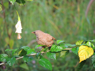 Obraz premium Babbler bird on a branch