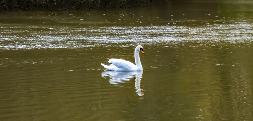 swan in the water