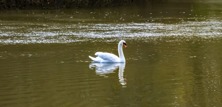swan in the water - Powered by Adobe