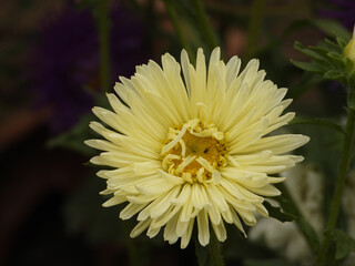 Photo of yellow aster flower