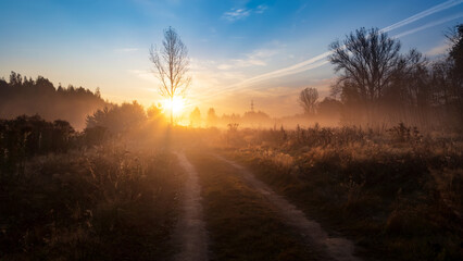 Autumn sunny morning with fog in the forest.