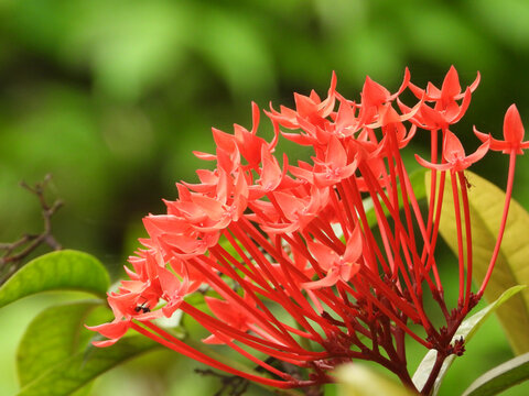 Photo of wild lxora flower
