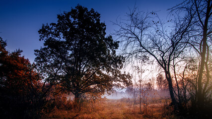 Autumn sunny morning with fog in the forest.
