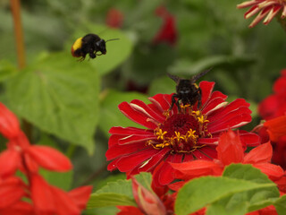 Red aster flower with a bee