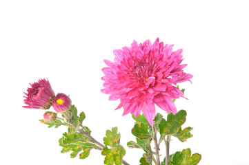 Pink chrysanthemum on a white background