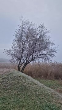 Solitary oleaster tree on a grassy field with dry reeds in the background in a misty winter day. Tranquil natural scene with thick fog near the lake
