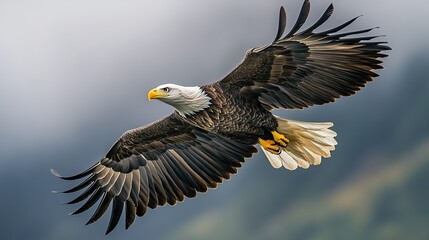 Obraz premium A majestic eagle soaring through the sky, showcasing its powerful wings and keen gaze.