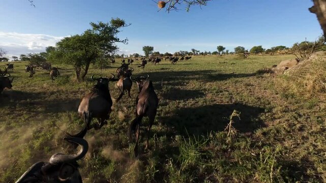 Dynamic fpv drone shot of running herd of Cape buffalo and zebras following rain season 