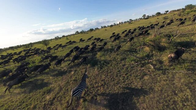 Dynamic fpv drone shot of running herd of Cape buffalo due rain season migration