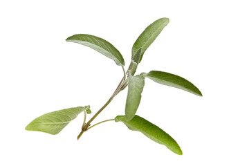 A single stem of fresh sage leaves with soft green hues and textured surfaces, isolated on a white background. Perfect for culinary or herbal uses