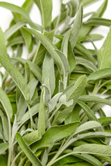 A detailed close-up of fresh sage leaves showcasing vibrant green tones and textured surfaces. Perfect for culinary, herbal, or medicinal uses