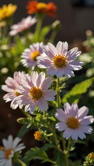 Fototapeta premium Flowers basking in the sunshine.