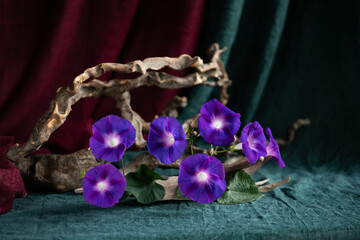 exquisite, original still life, phyto design, flower arrangement, ikebana, Ipomeia flowers, bird...