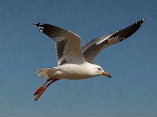 Obraz premium Flying seagull.