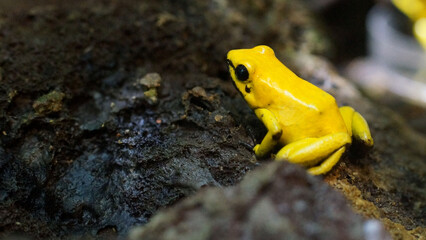 High-resolution images from various categories