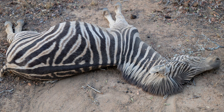 Afrikanische Tiere Totes Steppenzebra nach Schlangenbiss gestorben, im Busch vom Kr&uuml;ger National Park - Kruger Nationalpark S&uuml;dafrika