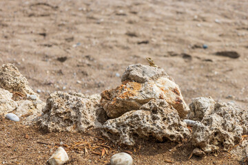 A large wild lizard on a rock.