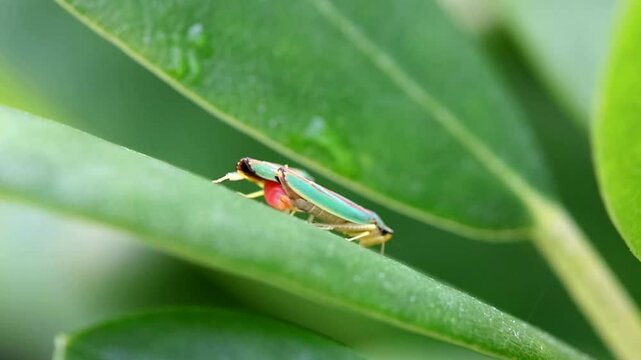a male and a female green rhododendron leafhopper mating