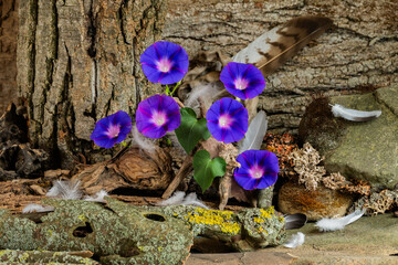 exquisite, original still life, phyto design, flower arrangement, ikebana, Ipomeia flowers, bird...