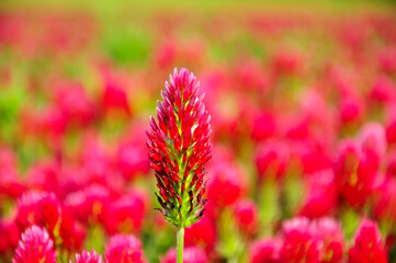 Crimson clover.