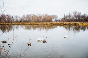 In a serene and picturesque setting, a group of elegant swans is gracefully swimming in the clear blue waters of a tranquil lake, surrounded by lush greenery and beautiful trees