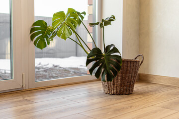 Growing monstera at home. Monstera in a wicker planter next to a large panoramic window. Lots of light © Svetlana