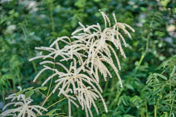 Close-Up of White Astilbe Flowers in a Lush Green Garden as floral background