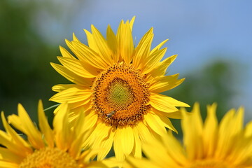 Sunflower.
