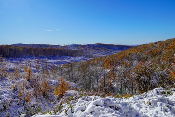 The first snow fell in the forest. Beautiful landscape of the first snow in the forest among the trees. Young rhythmic trees in the autumn forest.
